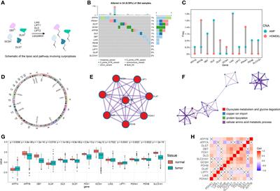 Analysis of cuproptosis in hepatocellular carcinoma using multi-omics reveals a comprehensive HCC landscape and the immune patterns of cuproptosis